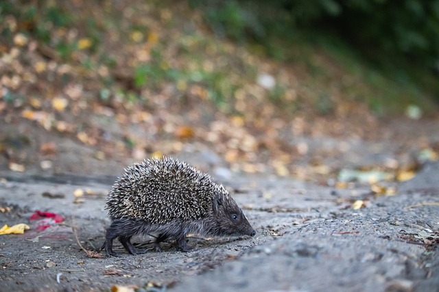 带回国内 带回国内