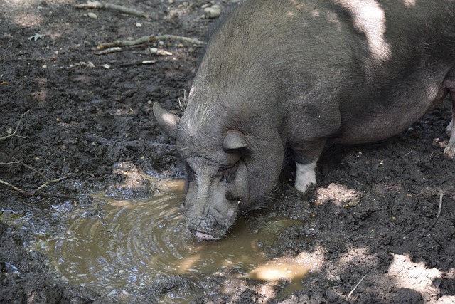 术中自由切 术中自由切