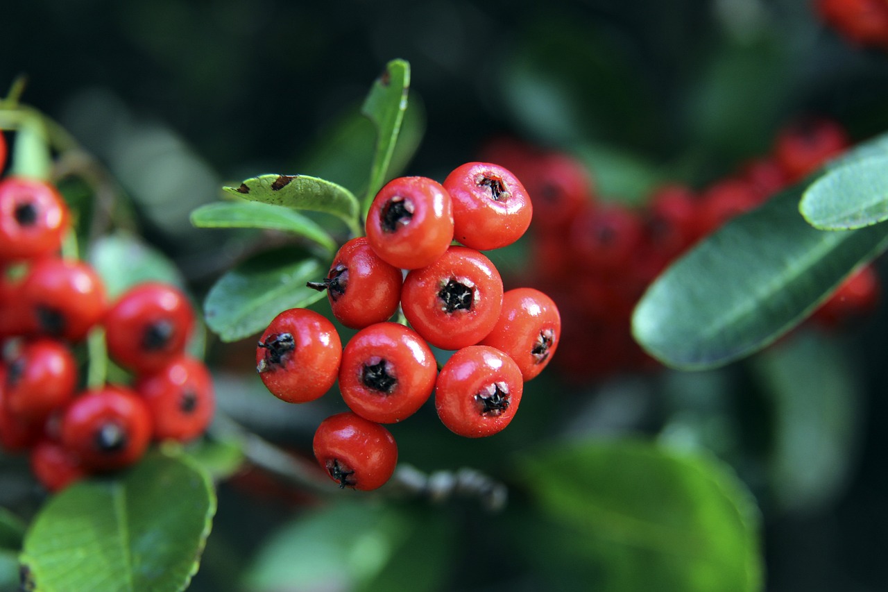 作为其创新 作为其创新